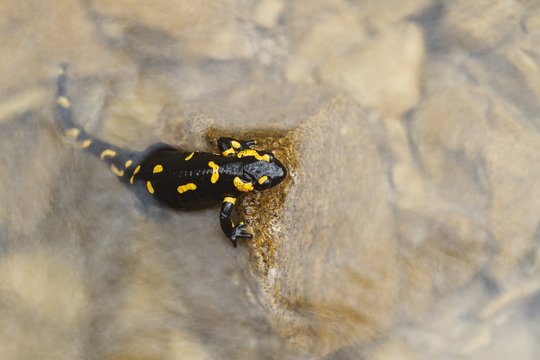 Lombardy, Italy. Fire salamander