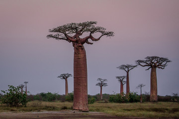 Madagascar, Africa, Land of the Baobab trees