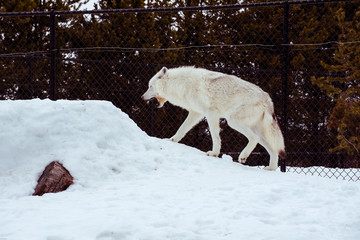 Fototapeta premium a tired wolf is yawning with the snow in the winter in the relax time