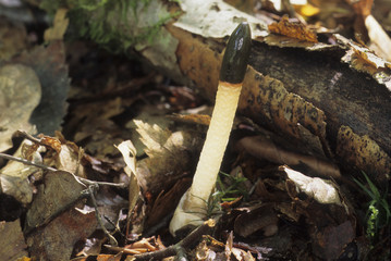 Mutinus caninus / Phalle de chien / Satyre des chiens