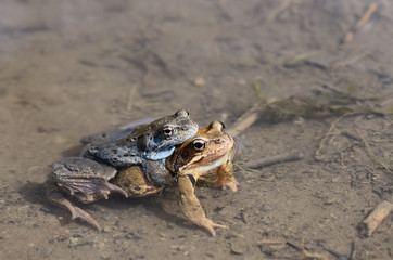 Two toads mate in a puddle