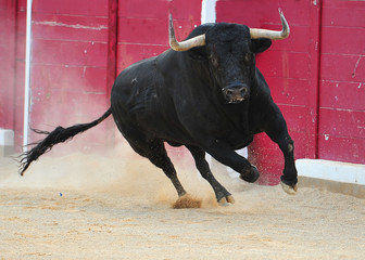 bull