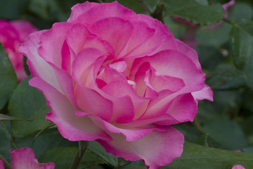 Rosa x / Rose 'Bordure Rose'