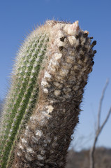 Coleocephalocereus goebelianus