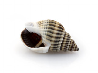One sea shell on a white background
