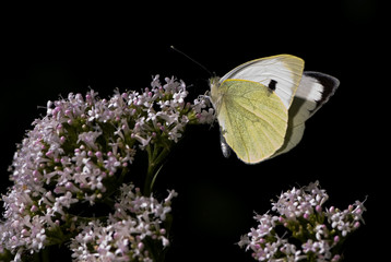 Pieris brassicae / Piéride du chou