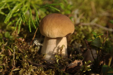 Cep growing in the forest