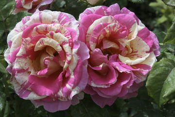 Rosa x / Rose 'Claude Monet'
