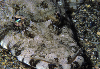 Papilloculiceps longiceps / Poisson crocodile / Tête plate