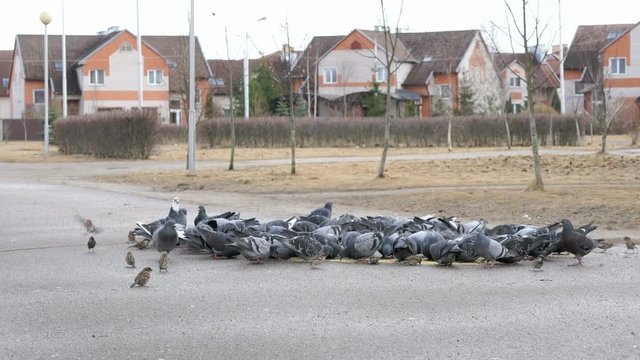 Flock of pigeons eating switchgrass in the urban park outdoors