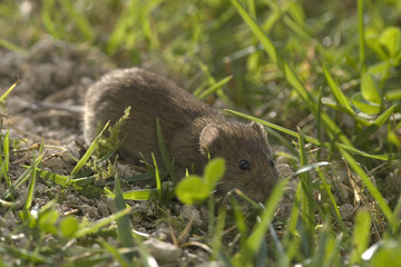 Microtus arvalis / Campagnol des champs