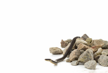 Small ringneck snake on rocks with copy space
