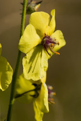 Verbascum blattaria / Molène blattaire / Herbe aux mites