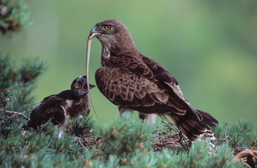 Circaetus gallicus / Circaète Jean-le-Blanc