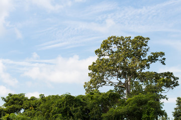 Rubber tree with bunch.