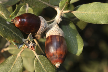 Quercus ilex / Chêne vert