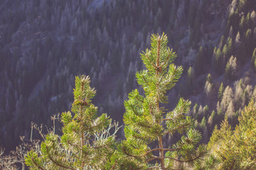 Top of a pine trees in sunlight with mountain forest in the background