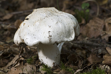 Entoloma lividum / Entolome livide