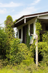 Old house with bunch of ivy.