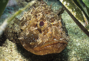 Platycephalus crocodilus / Poisson crocodile