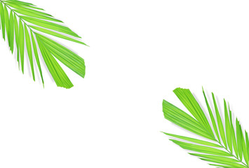 Palm leaf isolated on white background