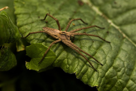 Pisaura mirabilis / Pisaure admirable