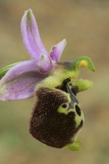 Ophrys episcopalis / Ophrys épiscopal