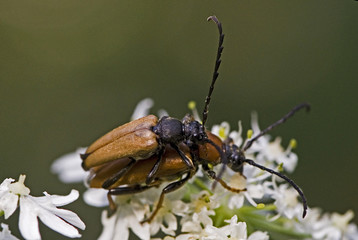 Leptura fulva / Lepture fauve / Accouplement