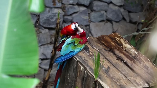 Two Parrots
