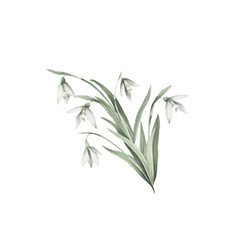 The image of a snowdrops.Hand draw watercolor illustration