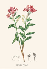 Fototapeta na wymiar Illustration botanique / Rhododendron hirsutum / Rhododendron hérissé