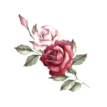 The image of a rose.Hand draw watercolor illustration