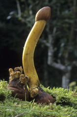 Cordyceps capitata / Cordyceps en tête