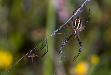 Argiope bruennichi / Epeire fasciée / Mâle / Femelle