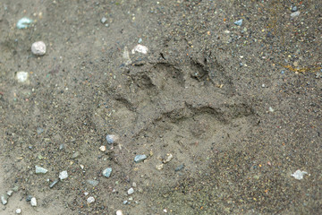 Fresh trail of bear paws on the soil on Kamchatka Peninsula.