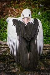 Pelican bird in a zoo