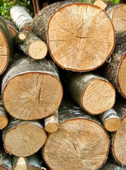 Holzstapel mit ges&auml;gtem Rundholz