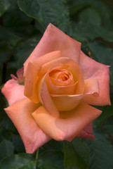 Rosa x / Rose 'Courtoisie'
