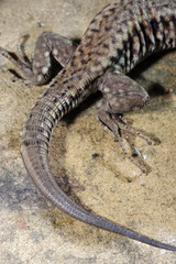 Podarcis muralis / Lézard des murailles