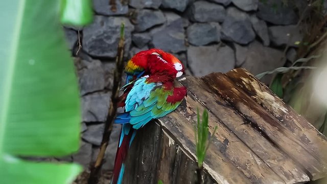 Two Parrots