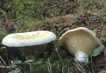Lactarius vellereus / Lactaire velouté