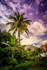 Fototapeta na wymiar Palm and volcano