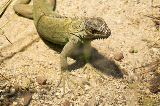 Iguana