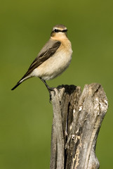 Oenanthe oenanthe / Traquet motteux / Femelle