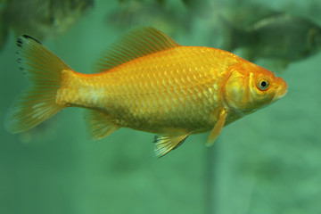 Fototapeta premium Carassius auratus / Poisson rouge / Carassin doré