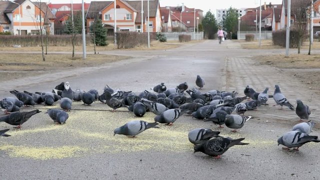 Flock of pigeons eating switchgrass in the urban park outdoors