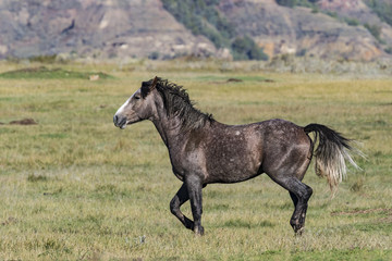 Fototapeta premium A wild horse trotting over to the others in the herd at Theodore Roosevelt National Park in North Dakota.