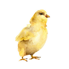 Yellow watercolor chicken on white background