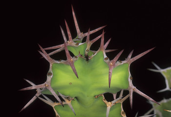 Euphorbia breviarticulata / Euphorbe