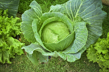 Fresh green organic cabbage with droplets of water in the garden